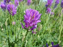 Image result for Crotalaria onobrychis