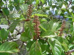 Image result for Hymenodictyon parvifolium