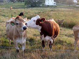 Jersey Love Animal Puns Funny Cows Funny Cow Puns
