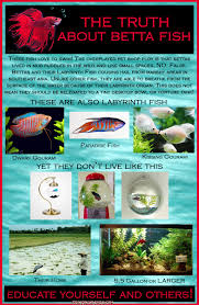 The Truth About Betta Fish They Belong In 5 Gallon Or Larger Tanks They Love To Swim They Do Not L Fresh Water Fish Tank Tropical Fish Aquarium Betta Fish