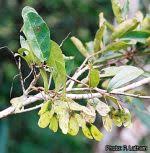 Image result for Hymenocardia