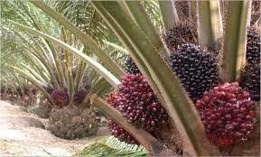 Peningkatan kontribusi kelapa sawit dalam dunia perekonomian indonesia telah mendorong pemerintah dan pihak swasta. Syarat Tumbuh Kelapa Sawit Dan Tanah Yang Baik Untuk Budidaya Kelapa Sawit Steemit