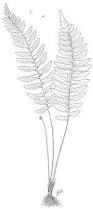 Image result for Asplenium inaequilaterale