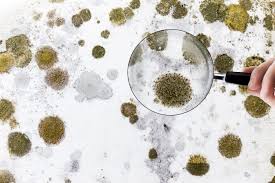 Closer look of mold using magnifying glass