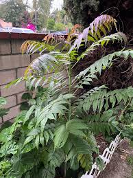 Image result for Toona