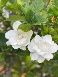 Image result for Gardenia 2011 MiTo