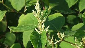 140 g suiker of oerzoet Japanse Duizendknoop Wat Kun Je Eraan Doen Wur