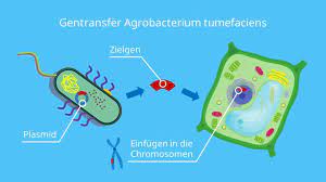 Nm) entspricht 10 −9 = 0,000 000 001 meter = 1 milliardstel meter. Grune Gentechnik Gentechnisch Veranderte Pflanzen Mit Video