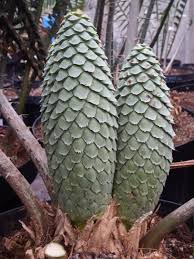 Image result for Encephalartos villosus