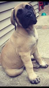 handsomedogs handsome pup mastiff puppies mastiffs big dogs