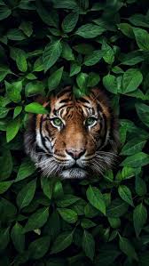 Cool Iphone 11 Pro Max Backgrounds In 2020 Wild Animal Wallpaper Animal Wallpaper Animals