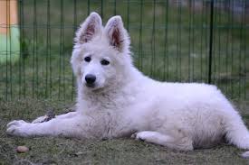 Long Haired White German Shepherd Google Search Alsatian Dog White German Shepherd German Shepherd
