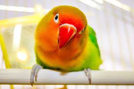 How Much Attention Do Lovebirds Need All About Parrots