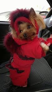 Whenever I Wear This And Get Pulled I Am Guaranteed To Get Out Of The Speeding Ticket Doggie Pet Dogs Sweet Yorkie G Yorkshire Terrier Kedi Kopek Hayvanlar