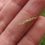 Image result for Eriochloa procera