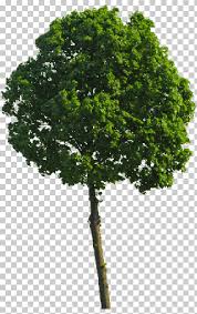 In this video, you're going to learn how to make cutouts using the select and mask workspace in photoshop. Photoshop Tutorial How To Create A Perfect Cutout Tree Via Color Range