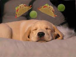 35 Puppies Because Puppies Funny Sunday Memes Sunday Humor Labrador