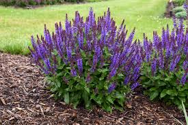 Hardy in zones 8 to 9, it is a strongly camphorous lavender used in the soap. Violet Profusion Perennial Salvia Salvia Nemorosa Proven Winners