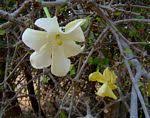 Image result for Gardenia brachythamnus