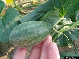 Image result for Cucumis melo