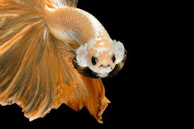 Share a photo of a betta 5 times. Crowntail Betta Care Guide Lifespan Facts And Compatibility Fishkeeping World