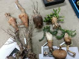 Image result for Ipomoea welwitschii