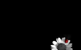 389,000+ vectors, stock photos & psd files. 30 Beautiful Black Wallpapers For Your Desktop Mobile And Tablet Hd White Flower Wallpaper Black And White Flowers Black Wallpaper