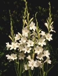 Allium Ampeloprasum In 2020 South African Flowers Bulbous Plants Plants