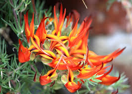 Image result for Lotus berthelotii