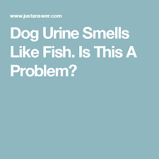 Talk To A Vet In Minutes 24 7 Dog Urine Urine Smells Dog Pee Smell