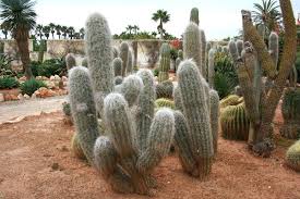— i am proud of my grandfather. Oreocereus Trollii Wikipedia