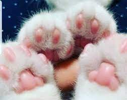 Pin By Shokolani On Opd 8 Toe Beans Cat Paws Pretty Cats