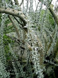 Image result for Sesamothamnus lugardii