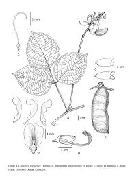 Image result for Canavalia cathartica