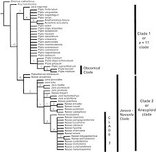 Image result for Bolusiella iridifolia