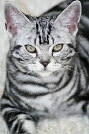 Tofu American Shorthair Cat Pretty Cats Silver Tabby Cat