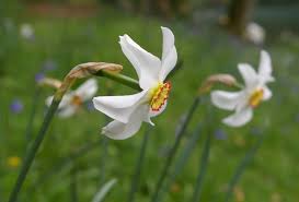 Narcissus Poeticus Recurvus Pheasant S Eye Scented Daffodil Narcissus Daffodils Flower Images
