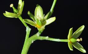 Image result for Ptaeroxylaceae