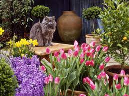 Flowers poisonous to cats uk. Common Garden Plants That Are Toxic To Cats