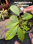 Image result for Pentadiplandra brazzeana