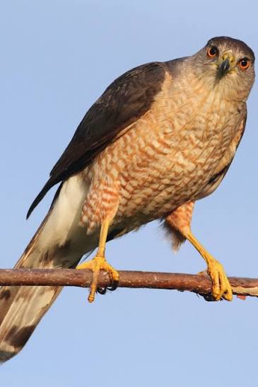Cooper's hawk | The Raptor Center