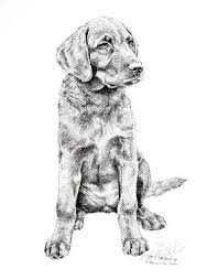 Black And White Chesapeake Bay Retriever Chesapeake Bay Retriever Pup Sitting By Lyn St Clair Chesapeake Bay Retriever Dog Artwork Large Dog Breeds