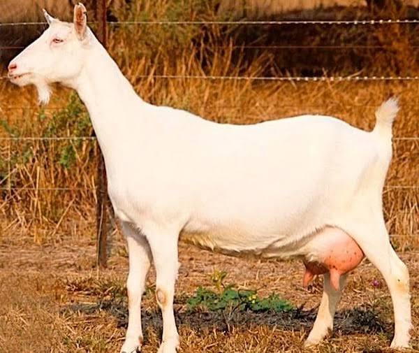 Galla dairy goat