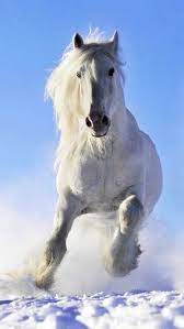 White background wallpapers hd, free download cool simple and clean white wallpaper background images for your mobile phones. Black And White Horse Wallpaper Hd