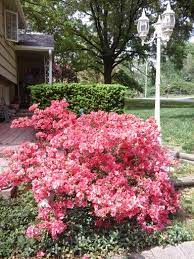 Azelia Bush Backyard Plants Landscaping Trees Plants