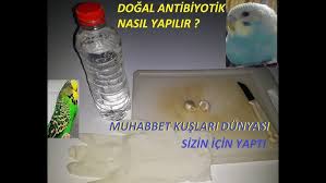 Muhabbet Kuslarinda Soguk Alginligi Ve Tedavisi Youtube