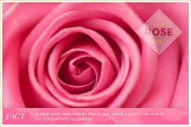 Jul 06, 2021 · orange roses are therefore used in themed weddings and to celebrate autumn. Rose Color Meanings Ftd Com
