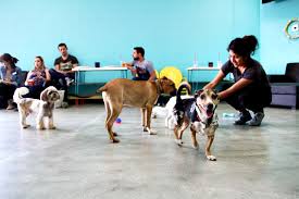 He came down with a case of puppy kennel cough and is starting to feel much better. The Dog Cafe Coffee Cups Rescue Pups In Los Angeles