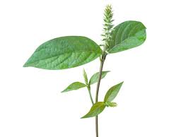 Image result for Achyranthes