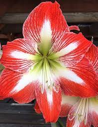 Amazon Com Amaryllis Bulb Red And White Candy Cane Amaryllis Clown 26 28cm Bulb Ships From Easy To Grow Tm Ga Amaryllis Bulbs Amaryllis Amaryllis Plant